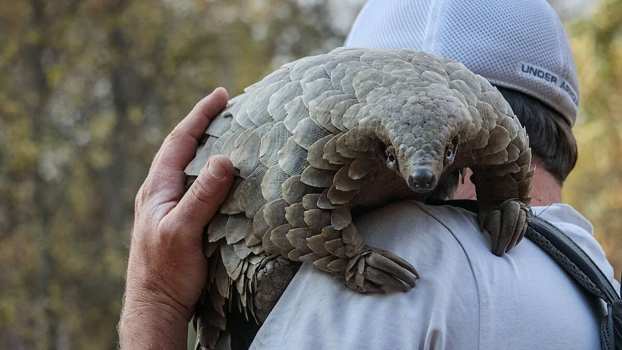 Pangolin: การเดินทางของคูลู